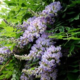 AUNT DEE WISTERIA