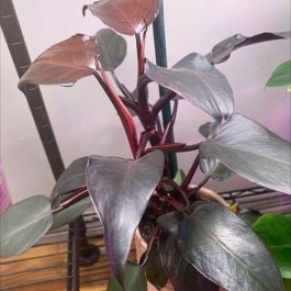 plant of tequila Agave tequilana main image 0